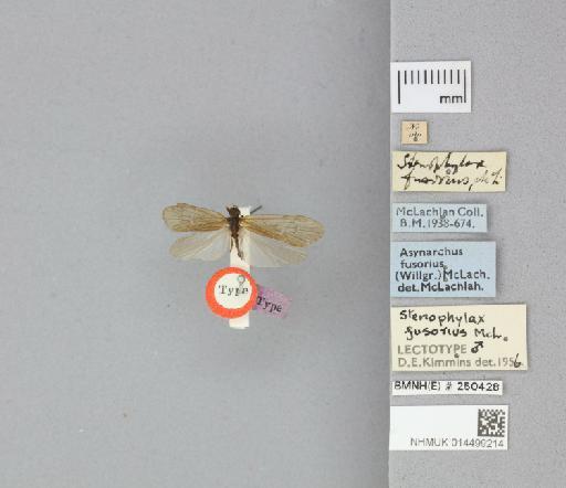 Phryganea fusorius Maclachlan, 1875 - 014499214_175611_799769