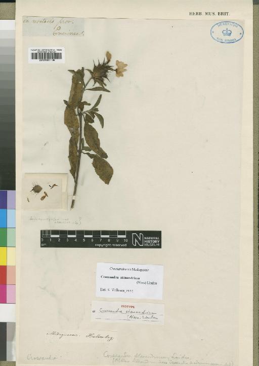 Crossandra stenandrium (Nees) Lindau - BM000931168