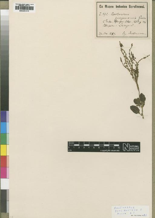Aeollanthus zanzibaricus Moore - BM000910126
