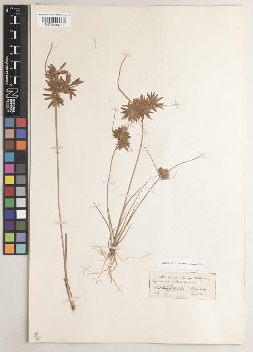 Cyperus flavidus Retz. - BM015153131