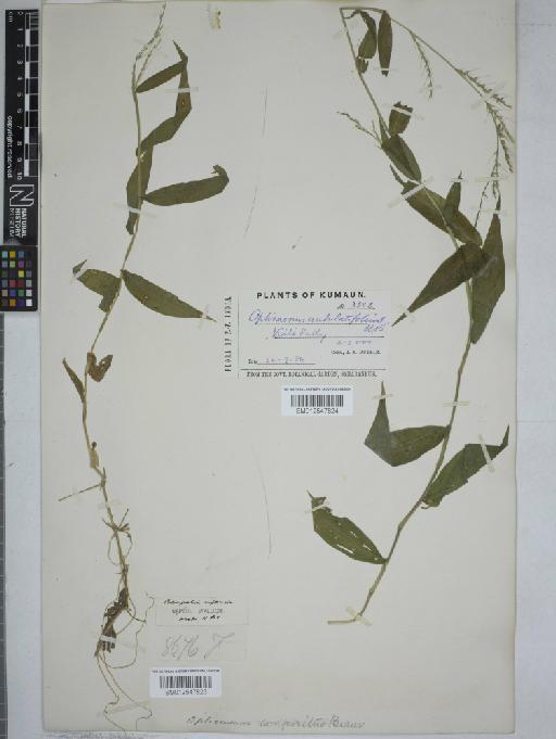 Oplismenus compositus (L.) P.Beauv. - 012547824