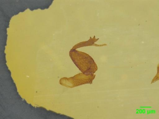 Aphodiinae Leach, 1815 - 010189661___4