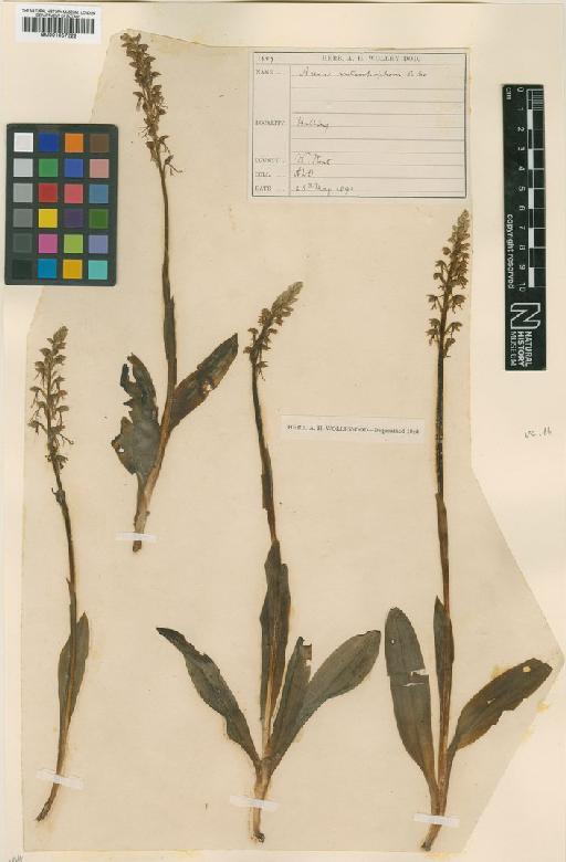 Orchis anthropophora (L.) All. - BM001057222.tif