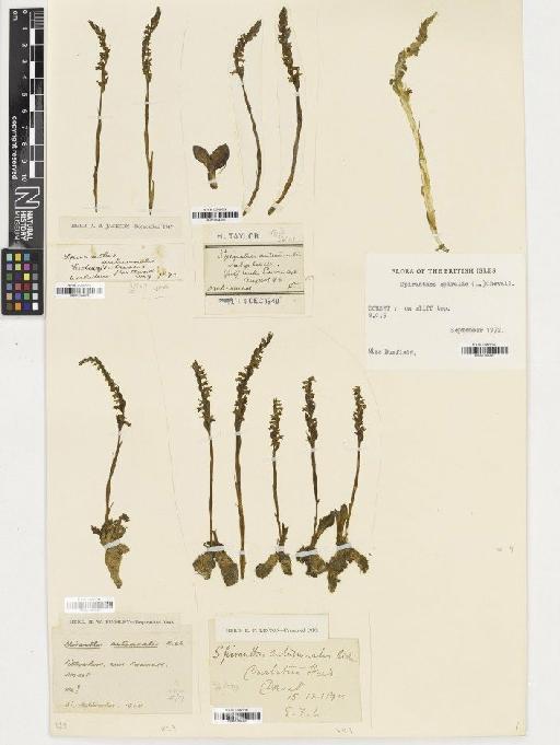 Spiranthes spiralis (L.) Chevall. - BM001164306