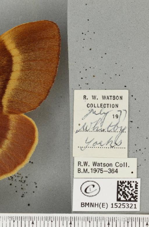 Lasiocampa quercus callunae Gillette & Palmer, 1847 - BMNHE_1525321_label_194211