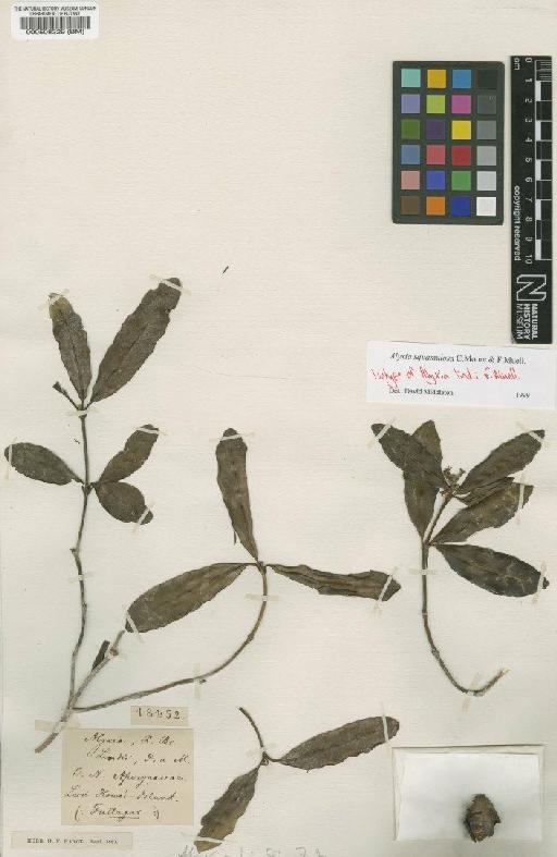 Alyxia squamulosa C.Moore & F.Mull. - BM000508329
