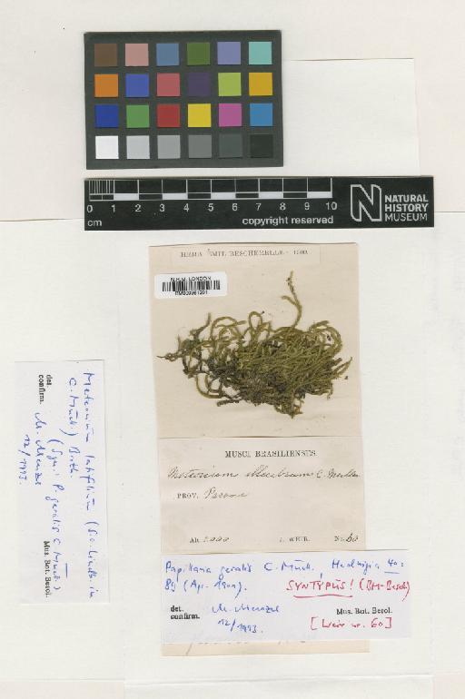 Meteorium latifolium (Lindb) Broth. - BM000961201_a