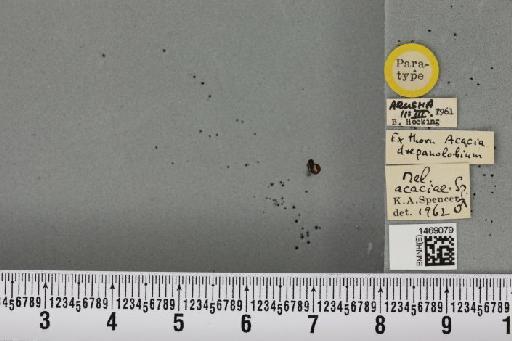 Melanagromyza acaciae Spencer, 1963 - BMNHE_1469079_44758