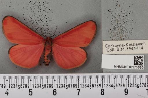 Tyria jacobaeae (Linnaeus, 1758) - NHMUK_010373559_514303