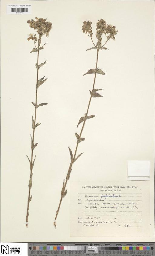 Hypericum perfoliatum L. - BM001202904