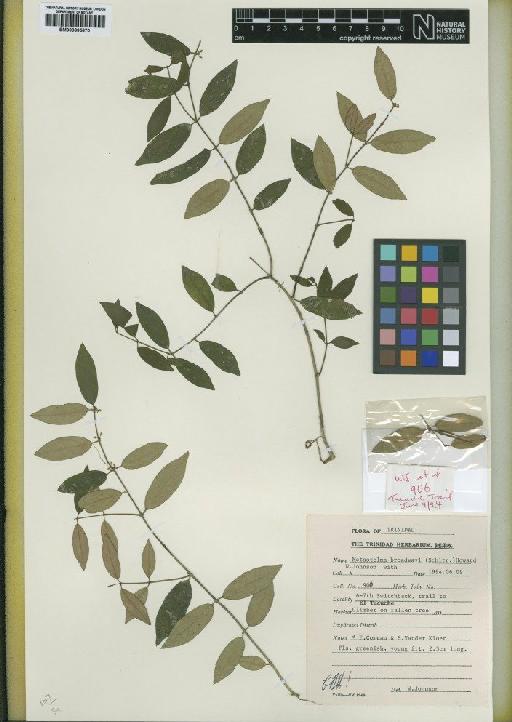 Metastelma broadwayi (Schltr.) R.A.Howard - BM000895670