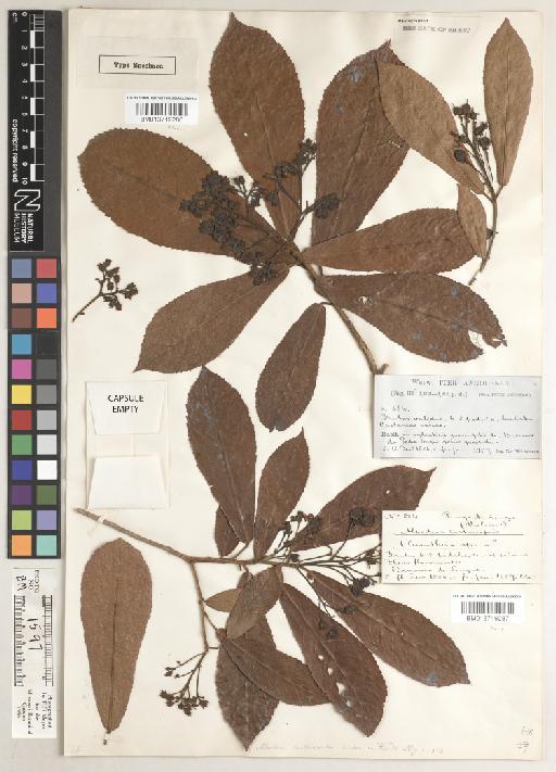 Rinorea castaneoides (Oliv.) Kuntze - BM013719287