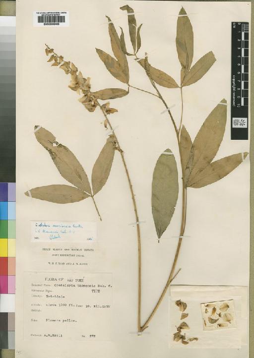 Crotalaria zanzibarica Benth. - BM000843483