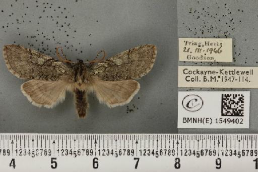 Achlya flavicornis galbanus Tutt, 1891 - BMNHE_1549402_238992