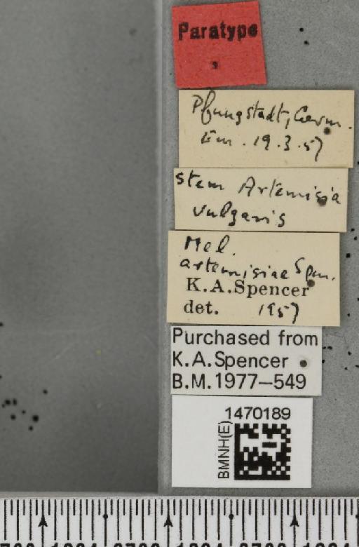 Melanagromyza artemisiae Spencer, 1957 - BMNHE_1470189_label_44740