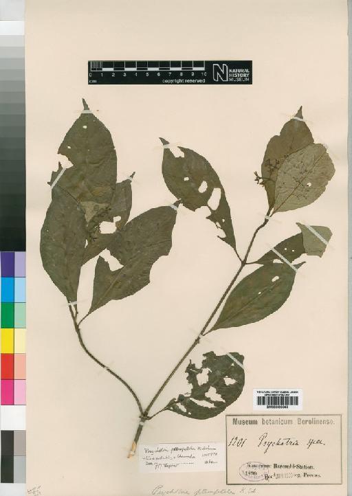 Psychotria pteropetala Schum - BM000903545