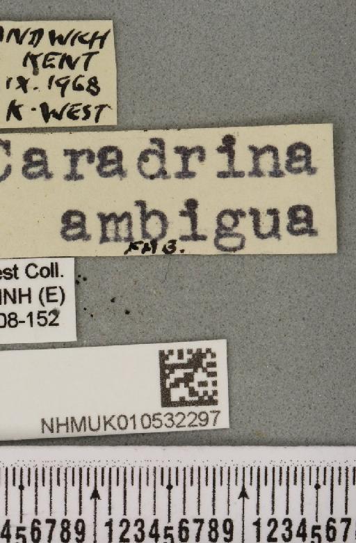 Hoplodrina ambigua (Denis & Schiffermüller, 1775) - NHMUK_010532297_label_586238
