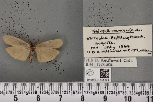 Pelosia muscerda (Hufnagel, 1766) - BMNHE_1661329_284929