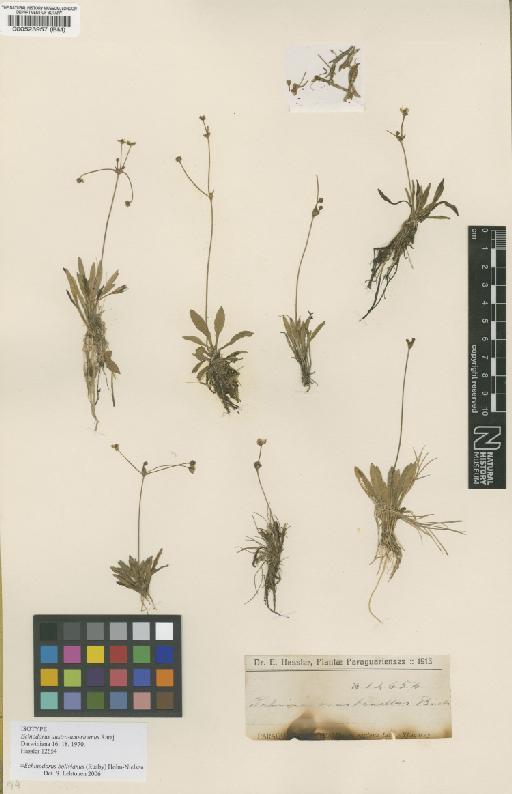 Echinodorus bolivianus (Rusby) Holm-Nielsen - BM000523957
