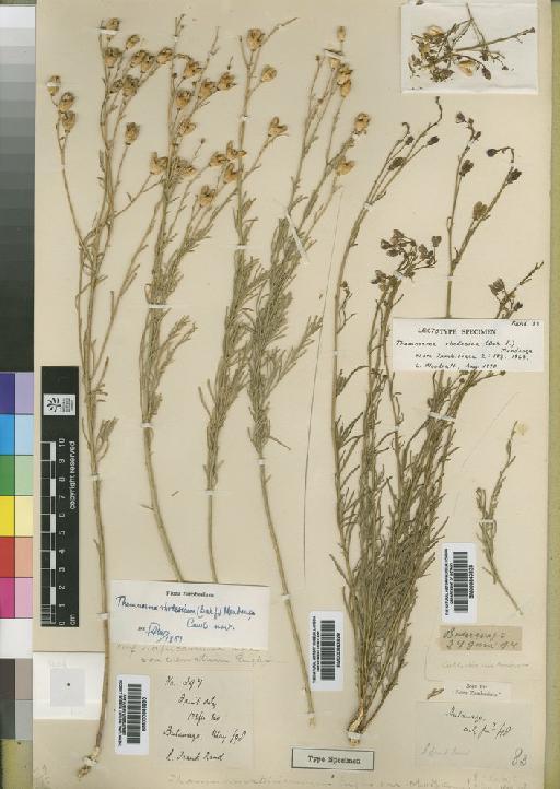 Thamnosma rhodesica (Baker f.) Mendonça - BM000843830