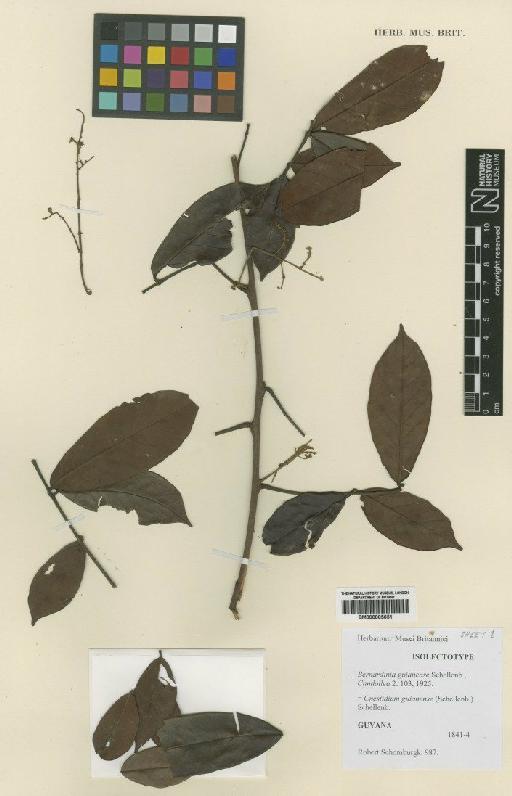 Cnestidium guianense (G.Schellenb.) G.Schellenb. - BM000885651