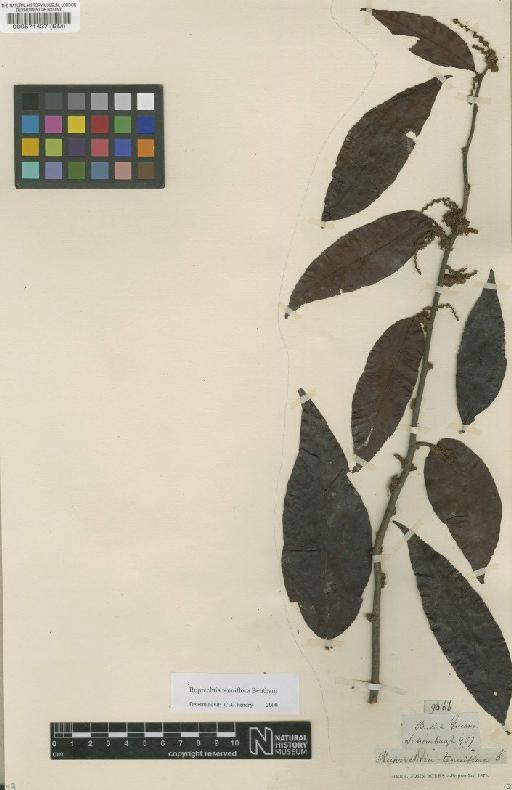 Ruprechtia tenuiflora Benth. - BM000571437