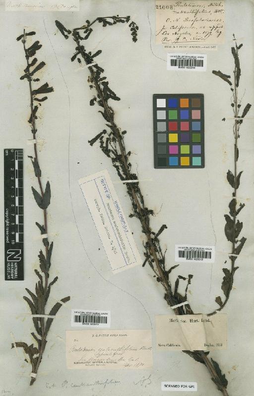 Penstemon centranthifolius Benth. - BM001025014