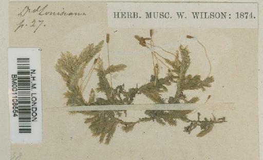 Entodon angustifolius (Mitt.) A.Jaeger - BM001108554