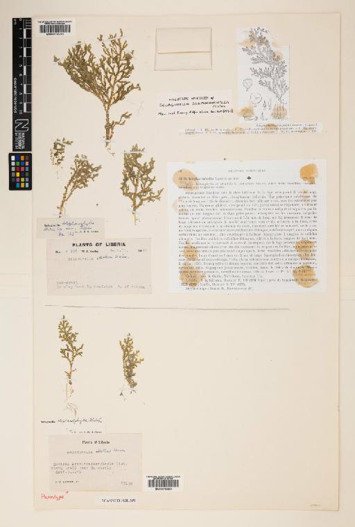 Selaginella blepharophylla Alston - 000785254