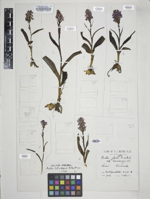 Dactylorhiza fuchsii subsp. hebridensis (Wilmott) Soó - 010766295