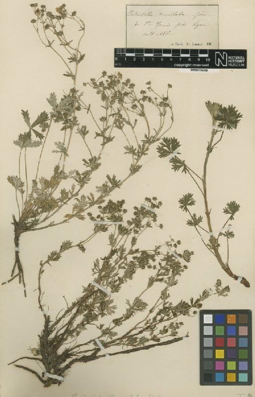 Potentilla calabra Ten. - BM000750686