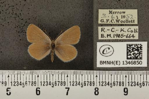 Cupido minimus ab. pallida Tutt, 1896 - BMNHE_1346850_150639
