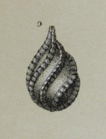 Lagena spiralis Brady, 1884 - ZF1760_114_9_Cushmanina_spiralis.jpg