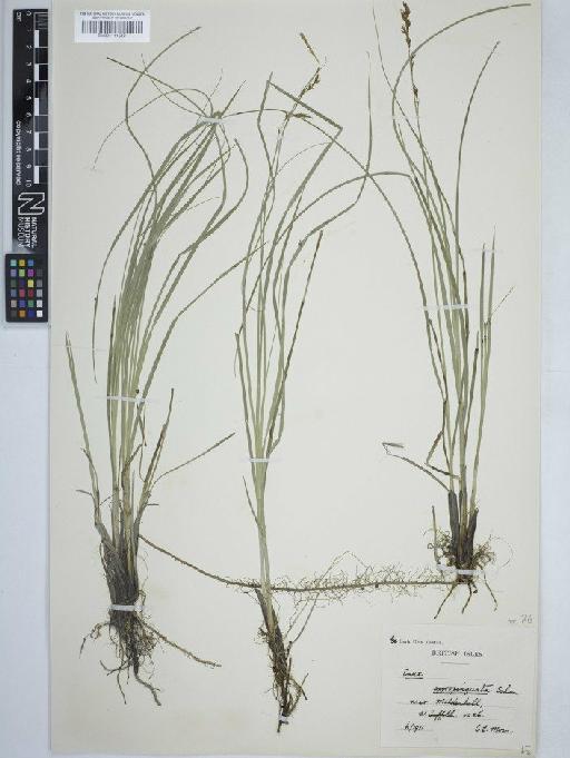 Carex appropinquata Schumach. - BM001111517 carex