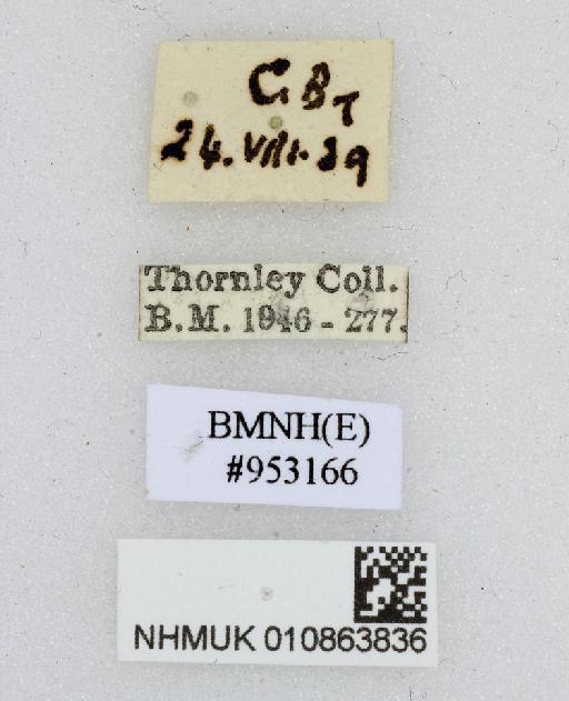 Bellardia pandia (Walker, 1849) - 010863836-Bellardia_pandia-labels