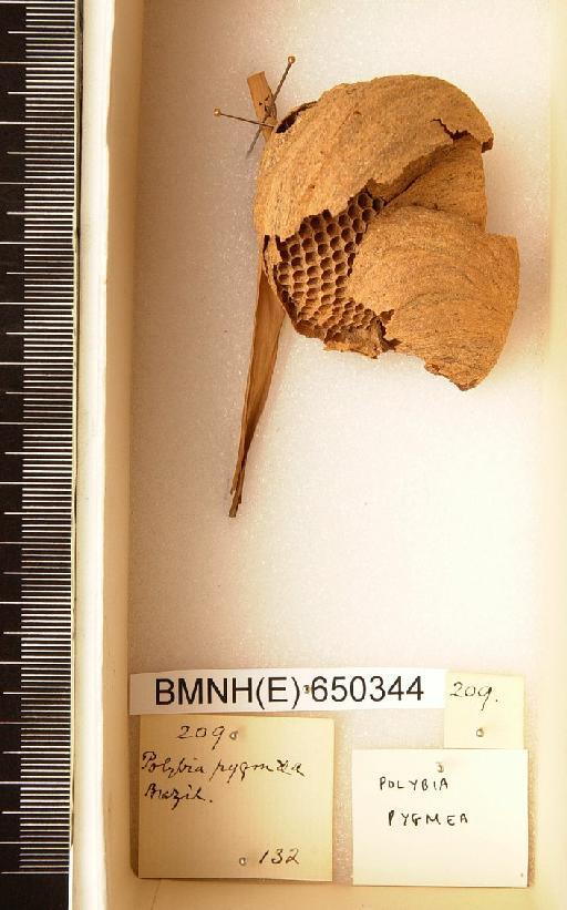 Polybia pygmea - Hymenoptera Nest BMNH(E) 650344