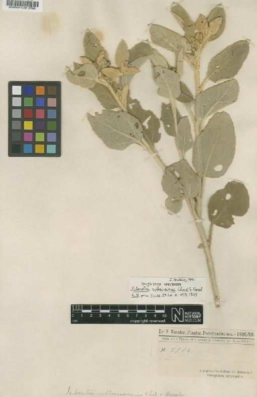 Croton villosissimus (Chodat & Hassl.) Radcl.-Sm. & Govaerts - BM000504439