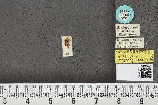 Trichobrotica nigrosignata (Jacoby, 1887) - BMNHE_1322520_18619