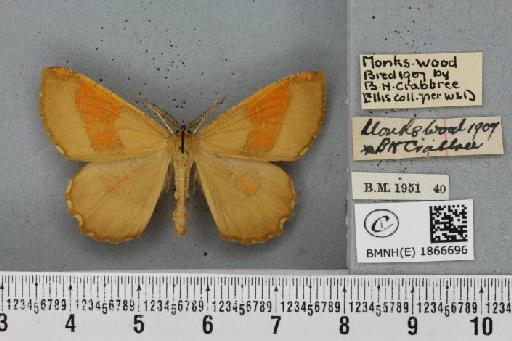 Angerona prunaria ab. aureocincta Oberthür, 1912 - BMNHE_1866696_431310