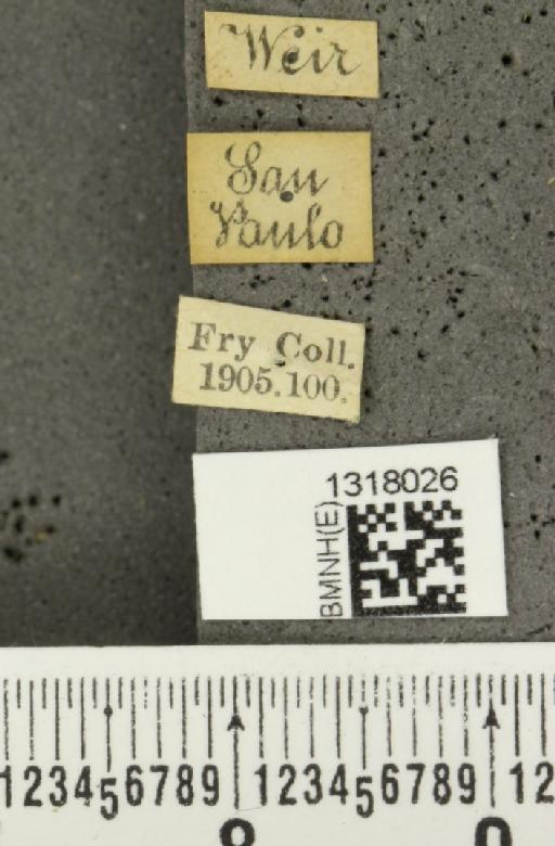 Calligrapha (Calligrapha) polyspila (Germar, 1821) - BMNHE_1318026_label_17480
