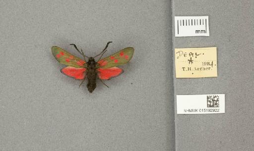 Zygaena (Zygaena) filipendulae stephensi Dupont, 1900 - 015192922_775459_1085133