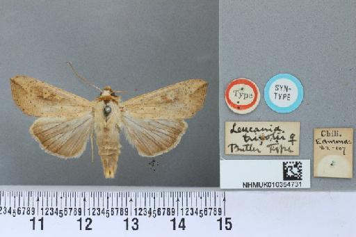 Leucania trifolii Butler, 1882 - NHMUK 010354731 Leucania trifolii Butler 1882 female syntypus