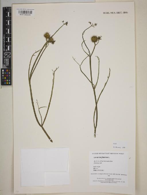 Oenanthe fistulosa L. - BM013858046