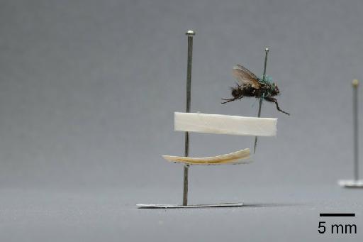 Sarcophaga (Myorhina) nigriventris Meigen, 1826 - 015091930_lateral