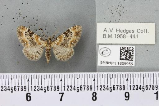 Eupithecia pulchellata Stephens, 1831 - BMNHE_1809956_381980