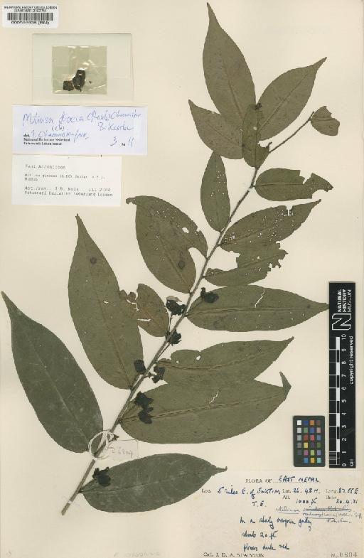 Miliusa dioeca (Roxb.) Chaowasku & Kessler - BM000595536