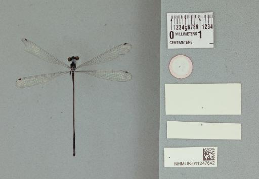 Elattoneura centrafricana Lindley, 1976 - 011247642_Elattoneura_centraficana_T_labels2