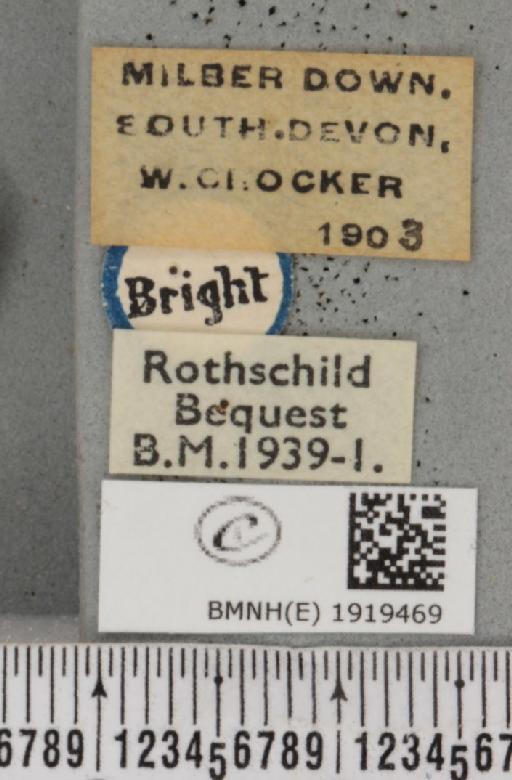 Ematurga atomaria (Linnaeus, 1758) - BMNHE_1919469_label_485800