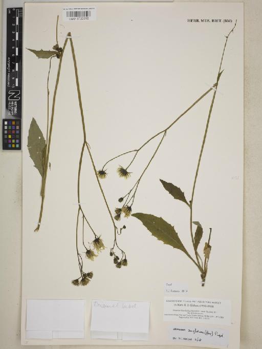 Hieracium anglorum Pugsley - BM013722252