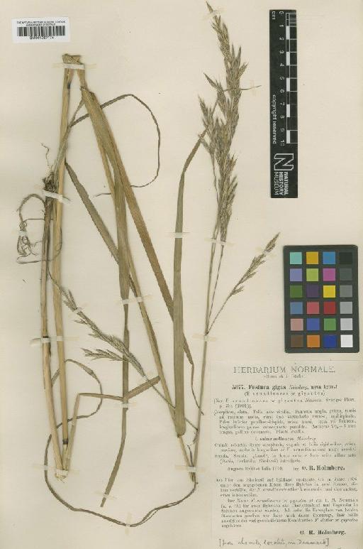 Festuca arundinacea Schreb. - BM001067174